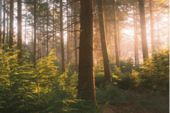 eudr webinar foresta legno