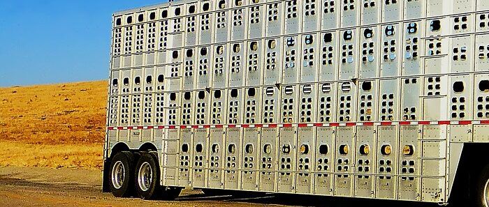 trasporto animali vivi