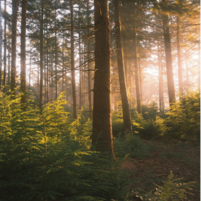 eudr webinar foresta legno