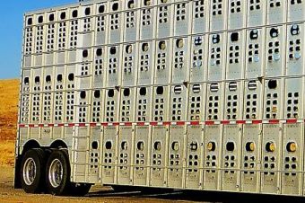 trasporto animali vivi